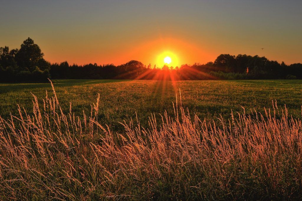 Summer Zoom Backgrounds - grass